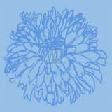 Chrysanthemum Bloom I Plakater av Alice Buckingham Chrysanthemum Bloom I Plakater av Alice Buckingham