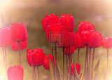Tulip Haze Affiches par Katja Marzahn