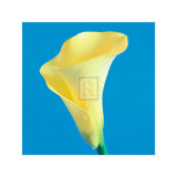 Lily Bloom VI Art by Bill Philip