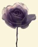 Transparent Rose I Poster por Katja Marzahn Transparent Rose I Poster por Katja Marzahn