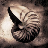 Nautilus Posters by Laurel Wade
