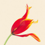 Bloom VI Prints by Max Carter