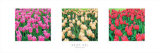 Tulip Panel Láminas por Bent Rej Tulip Panel Láminas por Bent Rej