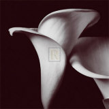 Lily Posters by Bill Philip
