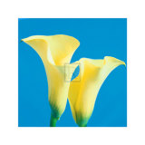 Lily Bloom V Posters by Bill Philip