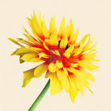 Bloom IV Prints by Max Carter