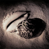 Cowrie Prints by Laurel Wade