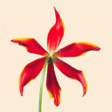 Bloom V Poster by Max Carter
