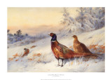 Cock and Hen Pheasant in Snow Art by Archibald Thorburn