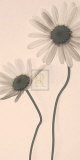 Marguerite Panel II Prints by Katja Marzahn