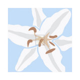 Lily Blue Print by Emily Burrowes
