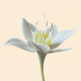 Bloom II Prints by Max Carter Bloom II Prints by Max Carter