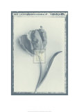 Tulip Impression II Prints by Bill Philip Tulip Impression II Prints by Bill Philip