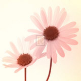 Daisy II Prints by Katja Marzahn