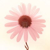 Daisy I Poster by Katja Marzahn