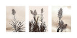 Grasslands Prints by Jon Hart Gardey