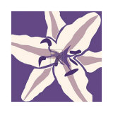Tiger Lily Prints by Emily Burrowes