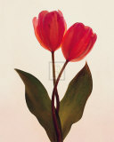 Transparent Beauty I Poster por Katja Marzahn Transparent Beauty I Poster por Katja Marzahn