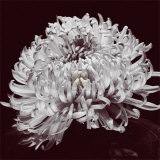 Chrysanthemum Prints by Bill Philip