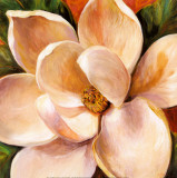 Magnolia Glow II Kunstdrucke von Liv Carson