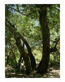 Trees Natural Lines Photographic Print by kimberly mosbaugh