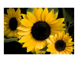 Seeing Sunflowers Photographic Print by Janet  E Cartwright