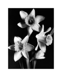 Jonquilles Affiches