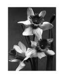 Cut Daffodils Poster