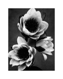 White Water Lily Prints