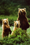 Three Bears Julisteet Three Bears Julisteet
