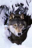 Wolf im Winter Foto