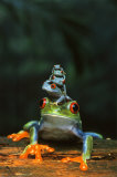 Ranas Láminas