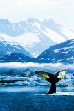Humpback Whale Plakater