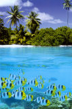 Tropical Scenery II - Reprodüksiyon Tropical Scenery II - Reprodüksiyon