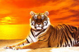 Tiger Poster