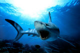 Shark Fotky Shark Fotky