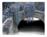 Winter In Central Park Photographic Print by Richard James