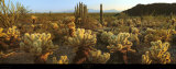 Sonora Prints by Alain Thomas