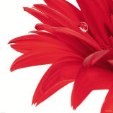 Gerbera Rouge Art by Guillaume Plisson