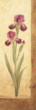 Grandiflora II Láminas por Pamela Gladding
