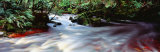 Bird River, Tasmania, Australia Lámina fotográfica por Panoramic Images Bird River, Tasmania, Australia Lámina fotográfica por Panoramic Images
