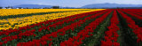 Tulip Field, Mount Vernon, Washington State, USA Photographic Print by Panoramic Images 