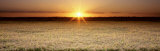 Rice Field, Sacramento Valley, California, USA Lámina fotográfica por Panoramic Images