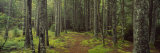 Lush Forest, Acadia National Park, Maine Photographic Print by Panoramic Images 