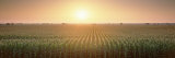 View of the Corn Field During Sunrise, Sacramento County, California, USA Photographic Print by Panoramic Images 
