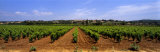 Vineyard, Provence, France Photographic Print by Panoramic Images Vineyard, Provence, France Photographic Print by Panoramic Images