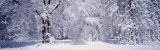 Forest in Winter, Yosemite National Park, California, USA Reprodukcja zdjęcia autor Panoramic Images Forest in Winter, Yosemite National Park, California, USA Reprodukcja zdjęcia autor Panoramic Images