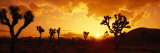 Sunset, Joshua Tree Park, California, USA Photographic Print by Panoramic Images 
