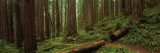 Lush Forest with Path, Jedediah Smith State Park, California, USA Photographie par Panoramic Images 