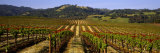 Vineyard, Geyserville, California, USA Photographic Print by Panoramic Images 